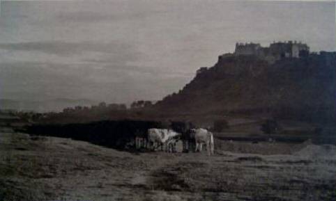 Kings Knot, Cows & Stirling Castle, Scotland