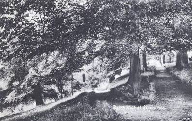 Beech Walk at Kippenross